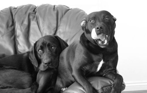 Caesar & Troy on 